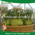 Suntoday comprar sementes de jardim on-line heirloom híbrido vegetal verde F1 catálogo de sementes de couve-rábano orgânico (22001)